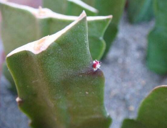 令箭荷花倒插办法分解图，3个步骤让你成功扦插令箭荷花