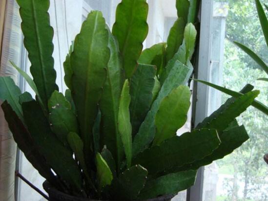 令箭荷花倒插办法分解图，3个步骤让你成功扦插令箭荷花