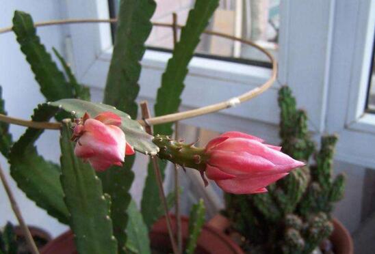 令箭荷花如何修剪，荷花令箭的修剪图片(4个步骤)