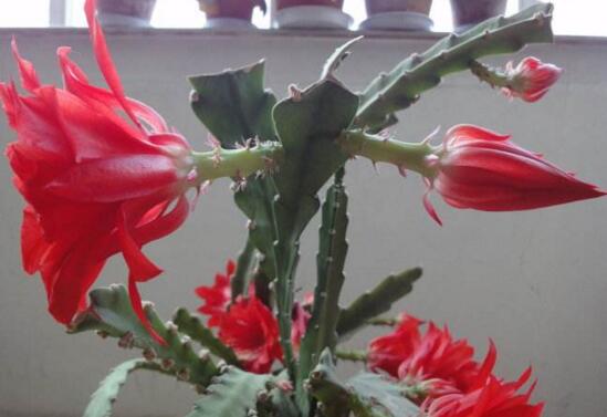 令箭荷花如何修剪，荷花令箭的修剪图片(4个步骤)