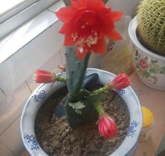 令箭荷花如何修剪，荷花令箭的修剪图片(4个步骤)