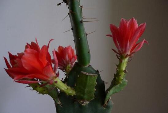 令箭荷花如何修剪，荷花令箭的修剪图片(4个步骤)