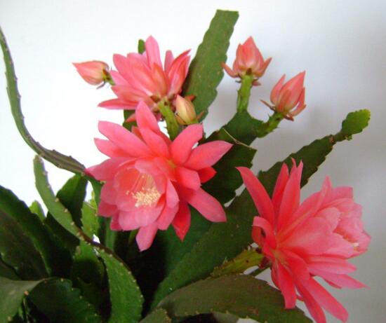 令箭荷花如何修剪，荷花令箭的修剪图片(4个步骤)