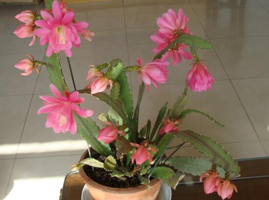 令箭荷花如何修剪，荷花令箭的修剪图片(4个步骤)