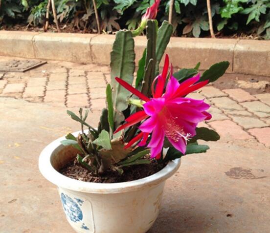 令箭荷花生根办法，三个步骤教你养育出美丽的令箭荷花