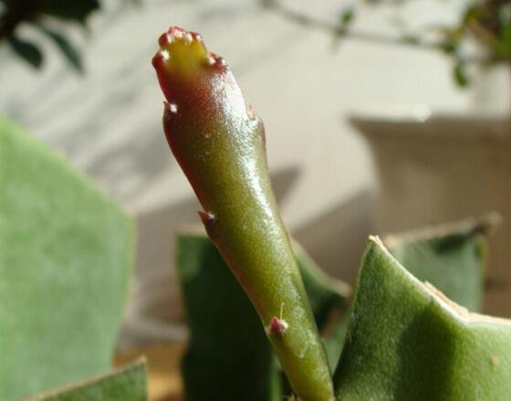 令箭荷花生根办法，三个步骤教你养育出美丽的令箭荷花