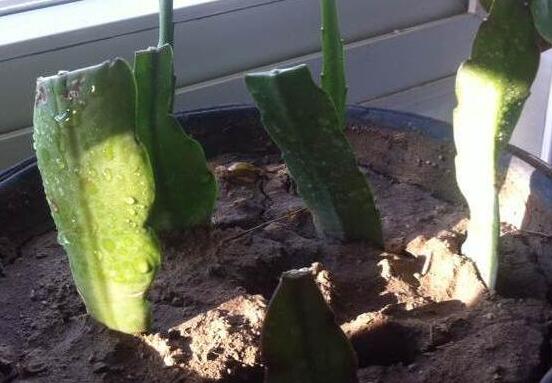 令箭荷花生根办法，三个步骤教你养育出美丽的令箭荷花