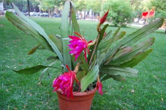 令箭荷花生根办法，三个步骤教你养育出美丽的令箭荷花