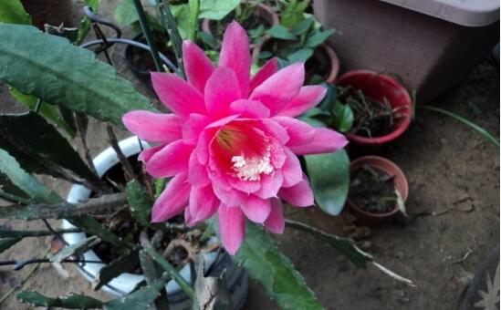 令箭荷花生根办法，三个步骤教你养育出美丽的令箭荷花