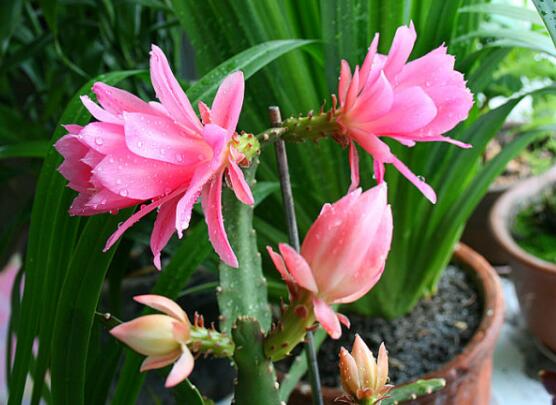 令箭荷花生根办法，三个步骤教你养育出美丽的令箭荷花