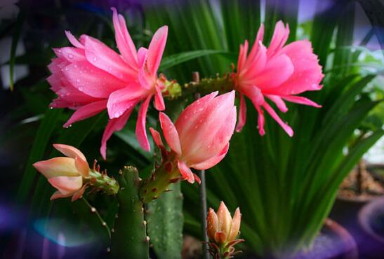 令箭荷花生根办法，三个步骤教你养育出美丽的令箭荷花