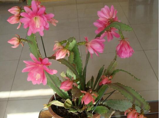 令箭荷花的养殖办法和留意事项，六个步骤手把手教你养殖