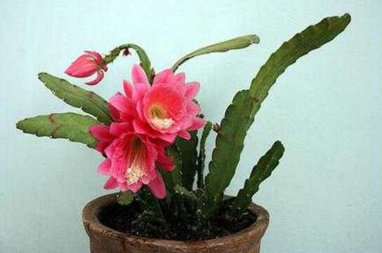 令箭荷花的养殖办法和留意事项，六个步骤手把手教你养殖