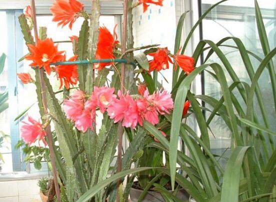 令箭荷花的养殖办法和留意事项，六个步骤手把手教你养殖