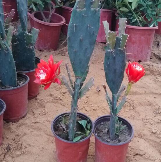 令箭荷花的养殖办法和留意事项，六个步骤手把手教你养殖