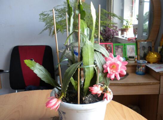 令箭荷花的养殖办法和留意事项，六个步骤手把手教你养殖