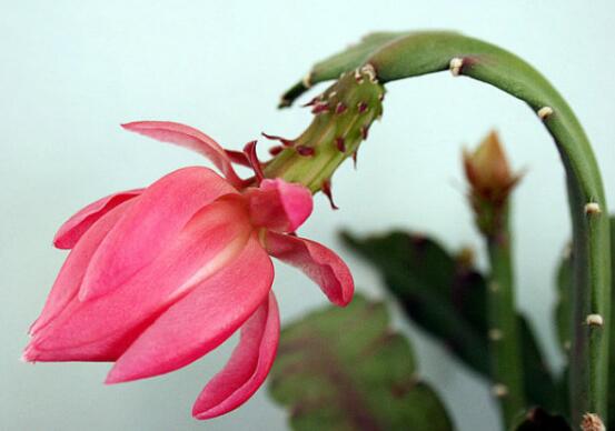 令箭荷花的养殖办法和留意事项，六个步骤手把手教你养殖