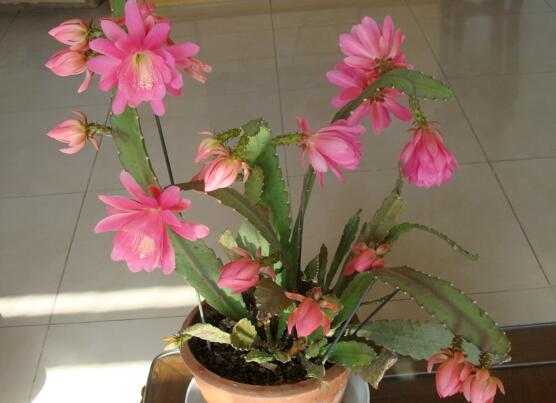 令箭荷花的养殖办法和留意事项，六个步骤手把手教你养殖