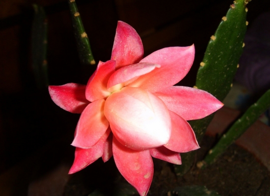 令箭荷花扦插技术：令箭荷在室温中一年四季都可实行扦插，但是以5-7月份最好