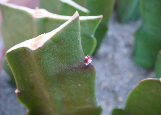 令箭荷花扦插技术：令箭荷在室温中一年四季都可实行扦插，但是以5-7月份最好