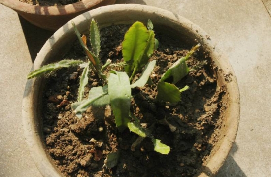 令箭荷花扦插技术：令箭荷在室温中一年四季都可实行扦插，但是以5-7月份最好