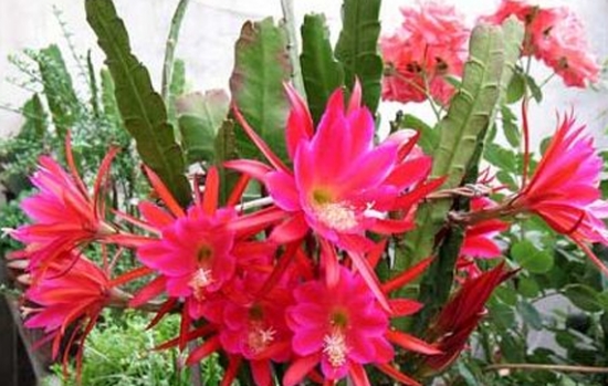 令箭荷花扦插技术：令箭荷在室温中一年四季都可实行扦插，但是以5-7月份最好