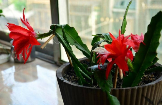 令箭荷花扦插技术：令箭荷在室温中一年四季都可实行扦插，但是以5-7月份最好