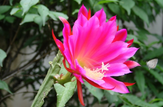 如何科学繁殖令箭荷花