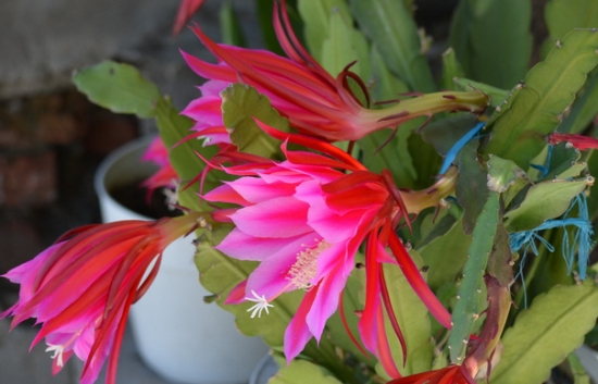 令箭荷花的养殖办法：夏季避雨淋