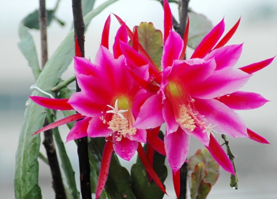 令箭荷花 如何使令箭荷花培养一年就开花