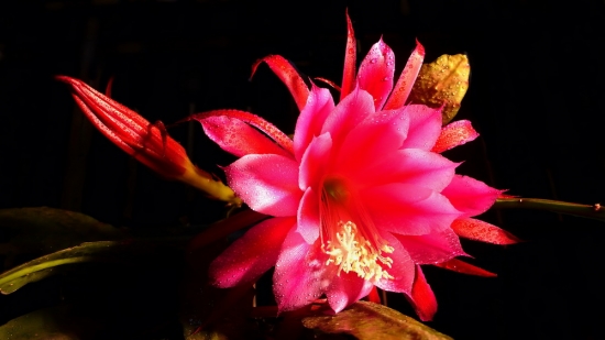 如何使令箭荷花开出多种颜色的花