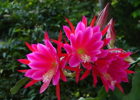 令箭荷花花越开越少如何办