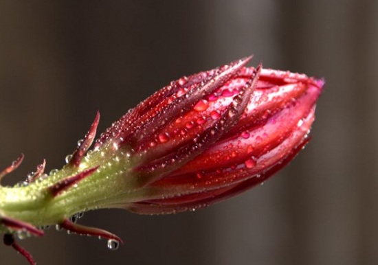 如何使令箭荷花多孕蕾