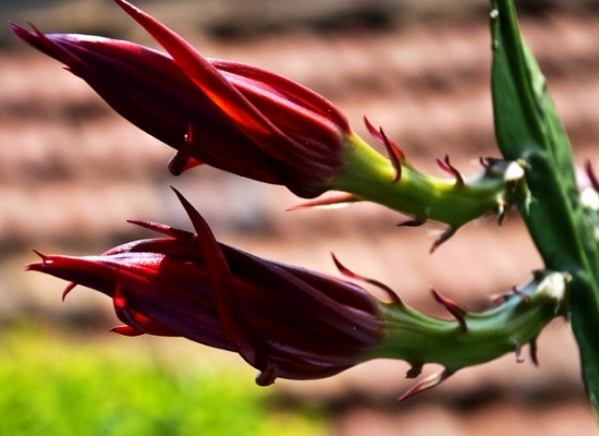 如何避免令箭荷花缩蕾、枯蕾