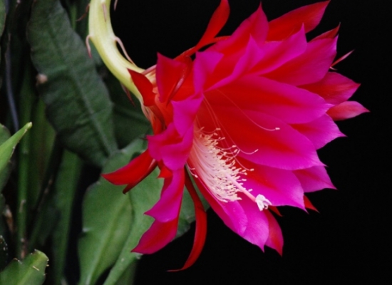 如何使令箭荷花更具观赏价值