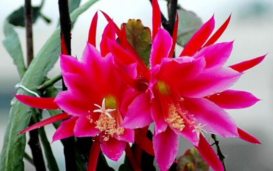 如何使令箭荷花的茎片生长整齐又美观