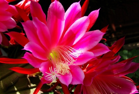 如何使令箭荷花开花多