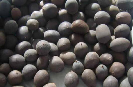 水莲花如何养，家养水莲花的过程图片