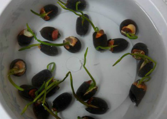 水莲花如何养，家养水莲花的过程图片