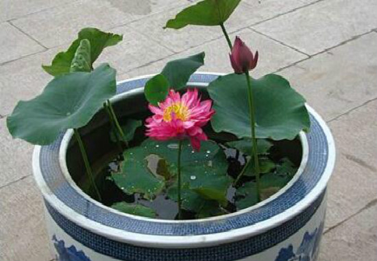 水莲花如何养，家养水莲花的过程图片