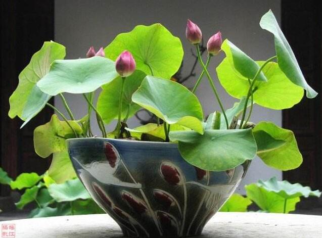 水莲花如何养，家养水莲花的过程图片
