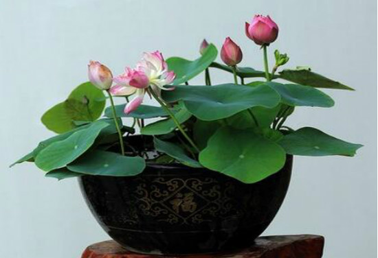 水莲花如何养，家养水莲花的过程图片