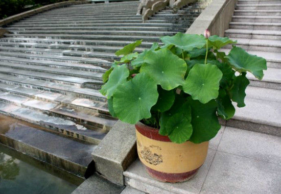 水莲花如何养，家养水莲花的过程图片