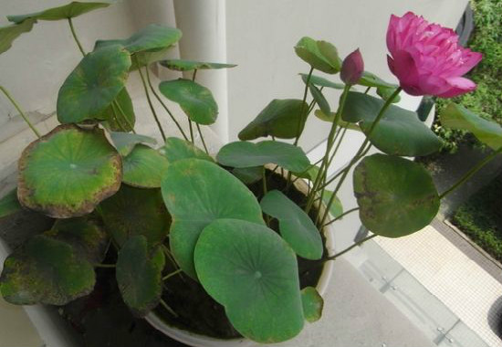 水莲花如何养，家养水莲花的过程图片