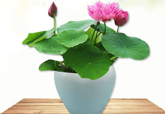 家里养莲花好吗，为何家里不养莲花(散财)