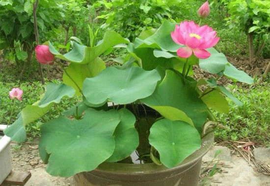 家里养莲花好吗，为何家里不养莲花(散财)