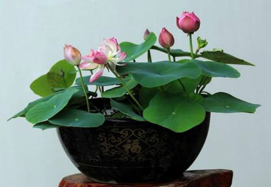 家里养莲花好吗，为何家里不养莲花(散财)