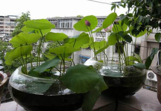 家里养莲花好吗，为何家里不养莲花(散财)