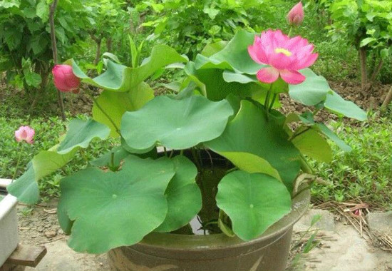 家里养莲花好吗，为何家里不养莲花(散财)