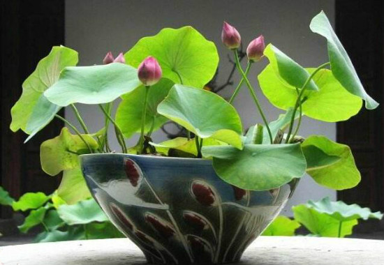 家里养莲花好吗，为何家里不养莲花(散财)